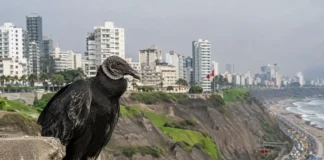 ¿Por qué los gallinazos son importantes en Lima? Caso Kingteka pone el foco en estas aves que ayudan a limpiar la ciudad gallinazos en lima (1)