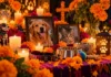 Hoy, 27 de octubre, las mascotas fallecidas vuelven a casa: la emotiva tradición que mantiene vivo su recuerdo