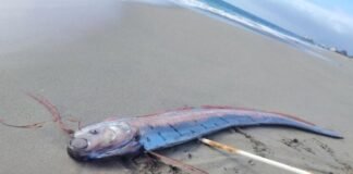 Encuentran un pez remo en Mejillones, Chile: apareció varado en Playa Chacaya y crece la curiosidad por la leyenda Pez remo